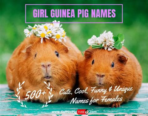 Girl Guinea Pig Names: 500+ Cute, Cool, Funny & Unique Names for ...