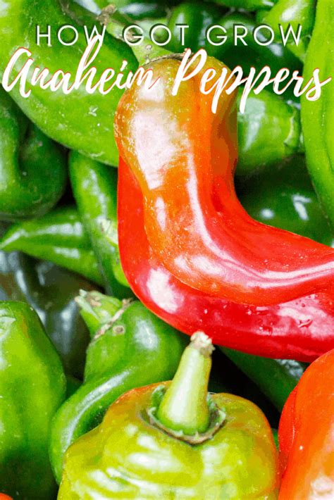 Best Ways To Grow Anaheim Peppers Garden For Beginners Stuffed