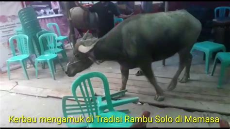 Kerbau Mengamuk Dalam Acara Tradisi Rambu Solo Mamasa Youtube