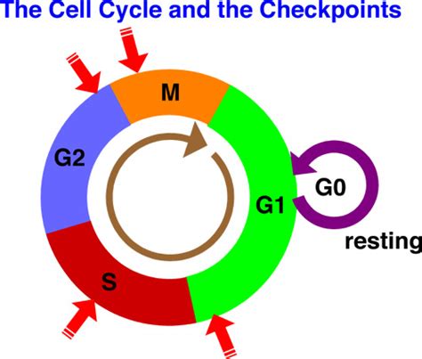 Checkpoints Of The Cell Cycle