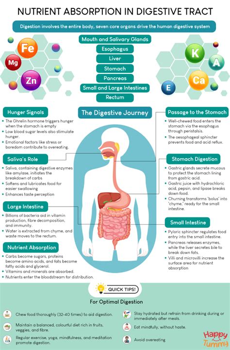 Human Digestive System And Nutrient Absorption In The Digestive Tract