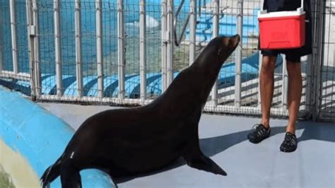 Son Diferentes Las Focas O Los Lobos Marinos Del Acuario De Veracruz