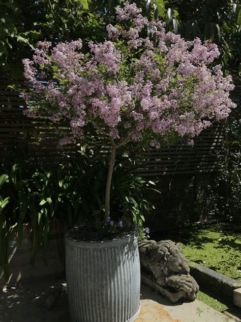 My favourite scented standard shrubs for containers — Laetitia Maklouf