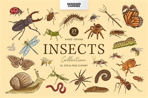 Insects Illustrations - Design Cuts