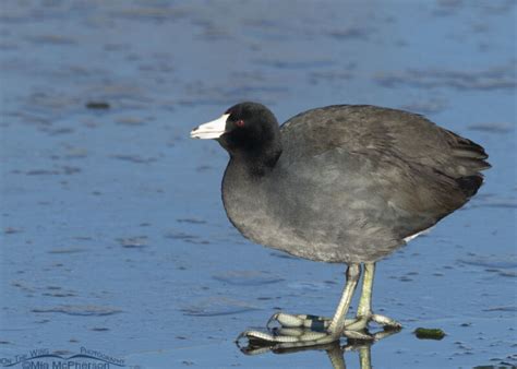 Adult American Coot Standing On Thin Ice At Farmington Bay Mia