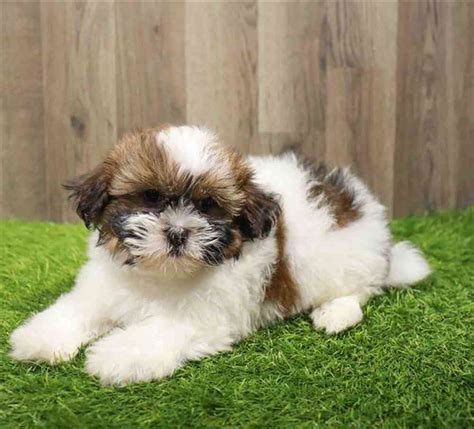 Havanese-Shih Tzu Puppies for sale