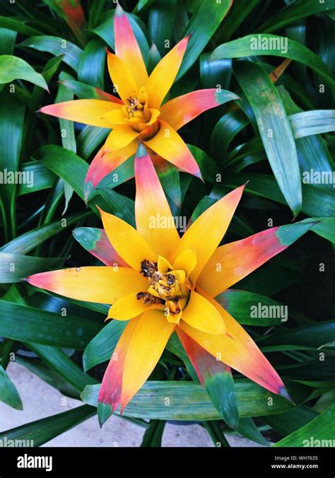 Yellow Bromeliad Hi Res Stock Photography And Images Alamy