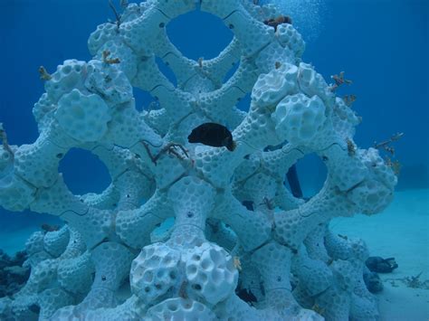 Modular Artificial Reef Structure (MARS) | REEF DESIGN LAB