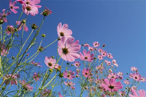 Cosmos Flores Rosadas Prado Foto Gratis En Pixabay Pixabay