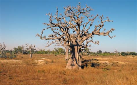 Een Boom Van De Baobab Malawi Stock Afbeelding Image Of Afrika