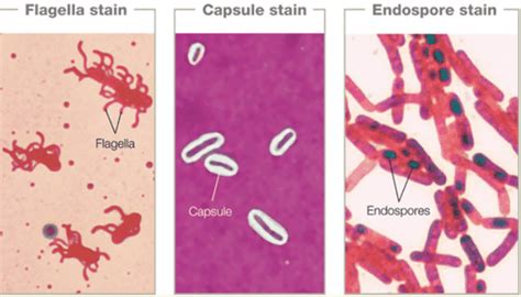 Lec Microbiology Staining Techniques Flashcards Quizlet