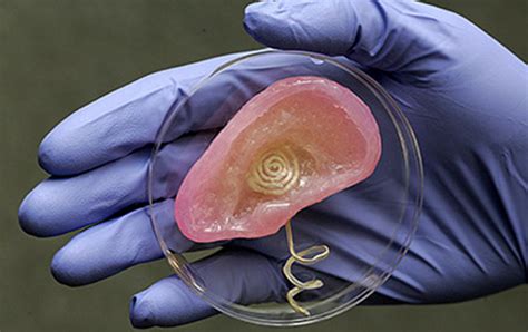 What You Need To Know About D Printed Organs