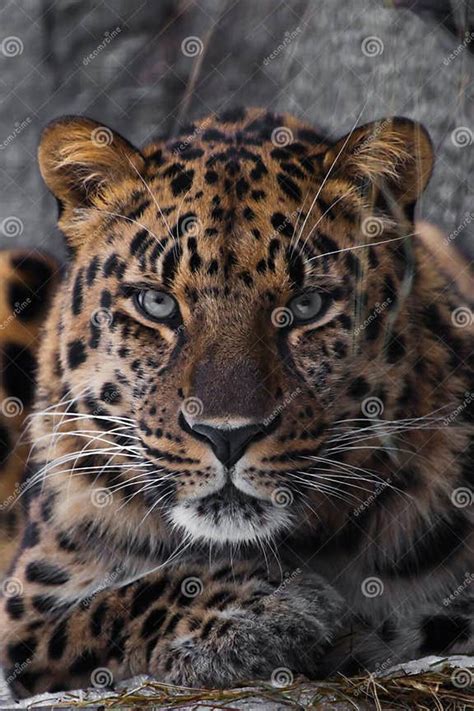 Look Brutal Lying Amur Leopard Powerful Motley Big Cat Looks Straight