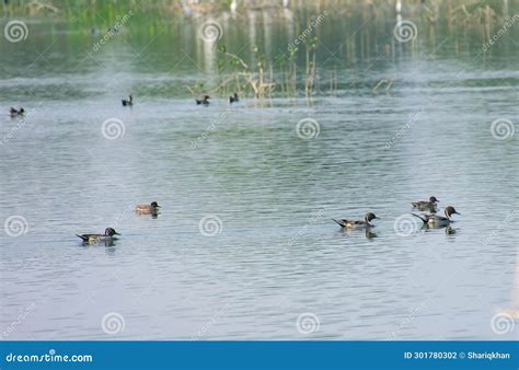 Migratory Ducks And Teals Northern Pintails Common Teals In The Lake