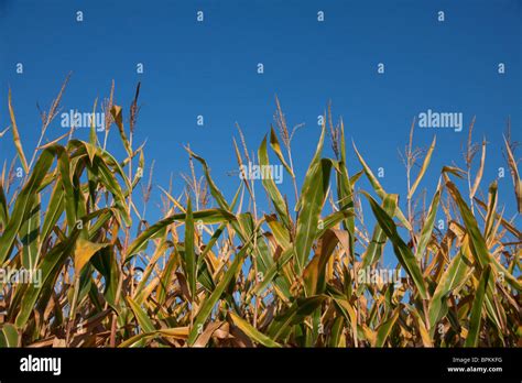 Field Corn Late Summer Michigan Usa Stock Photo Alamy