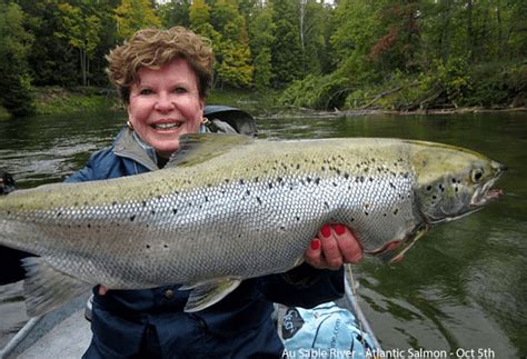 Atlantic Salmon Gallery Streamside Au Sable River Fly Fishing Guides