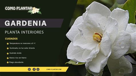 ᐈ Descubre el aroma embriagador de las gardenias Cómo identificar y