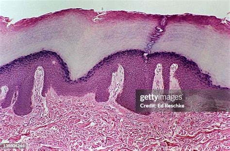 Human Skin Cell Microscope