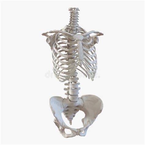 Female Torso Skeleton on White. 3D Illustration Stock Illustration ...