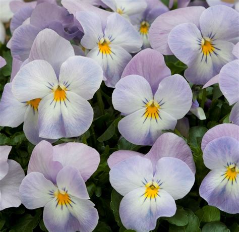 Breeders Seeds Ltd Biennial Seeds Viola Floral Power F1