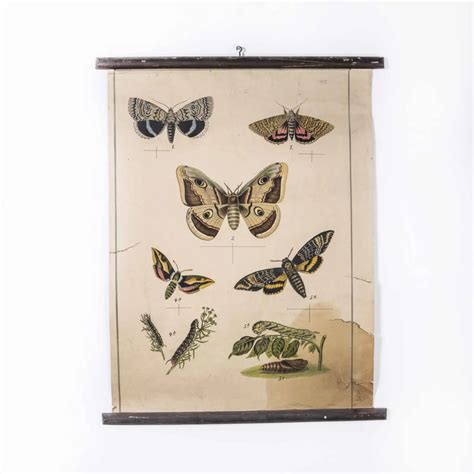 Czech Educational Butterflies Poster