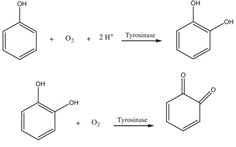 Oxidation Of Phenol Catalyzed By Tyrosinase Download Scientific Diagram