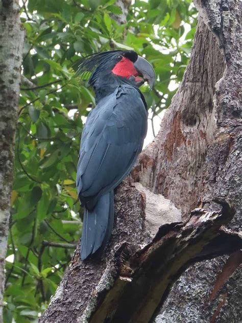 Burung Kakatua - Etimologi, Taksonomi, Jenis, Habitat, Makanan ...