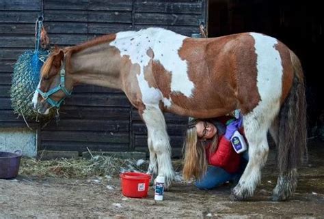 Mum Claims To Have The ‘worst Job In The World Cleaning Horse