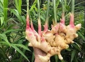 Seedsqlty Galangal Thai Ginger Plant High Germination Seeds Seed