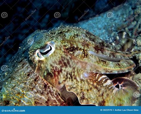 Cuttlefish Closeup stock photo. Image of cuttlefish, seafood - 3022970