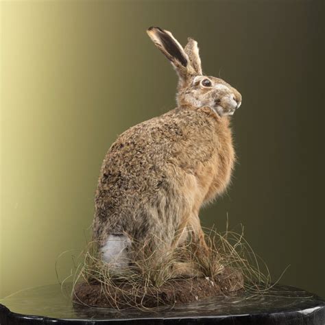 Haas Taxidermie Volledige Montage Lepus Europaeus Cm Cm