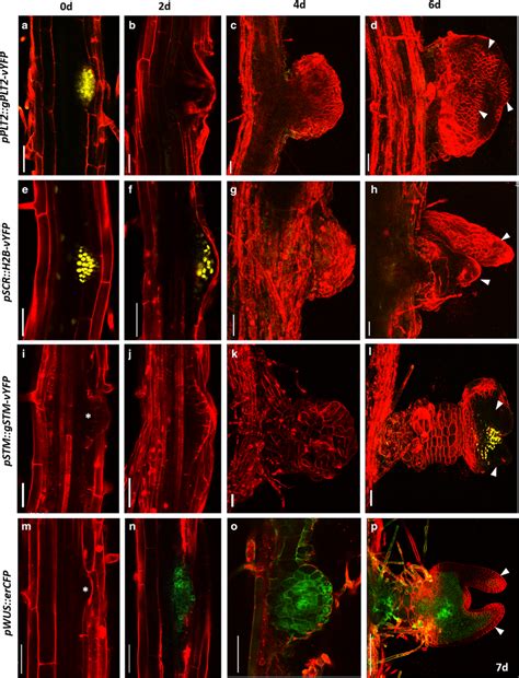 Confocal Time Lapse Imaging During LRP To Shoot Conversion Ad