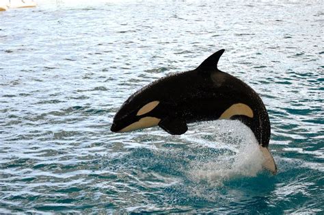 Killer Whale Jumping - Killer Whale Facts and Information