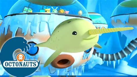 Octonauts Le Narval Dessins animés pour enfants YouTube