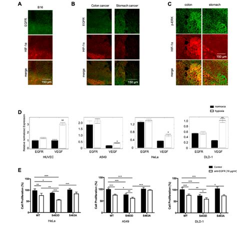 Activation Of Lysosomes Enhances Tumor Cell Response To Anti Egfr