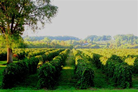 Niagara Wine Trail Buffalo Attractions Review 10best Experts And