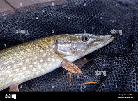 Freshwater Northern Pike Fish Know As Esox Lucius On Landing Net