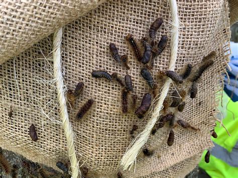 Gypsy Moth Caterpillars Entering Cocoon Phase Bayshore Broadcasting