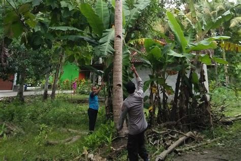 Seorang Kakek Di Kulonprogo Tewas Terjatuh Dari Pohon Kelapa