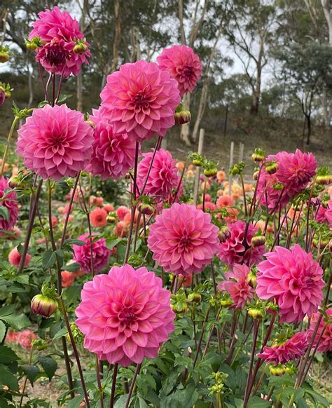 Specialty Dahlia Seeds Dahlias Of Australia