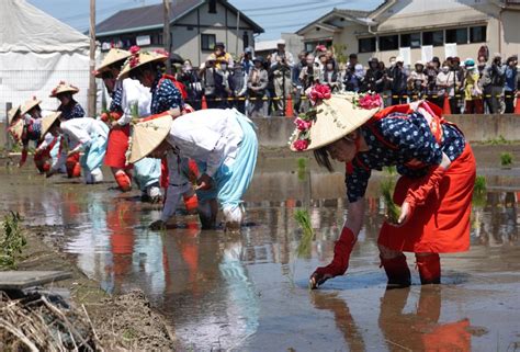 【茨城新聞】豊作祈り早乙女ら田植え 御神饌田で奉納 笠間稲荷神社 茨城