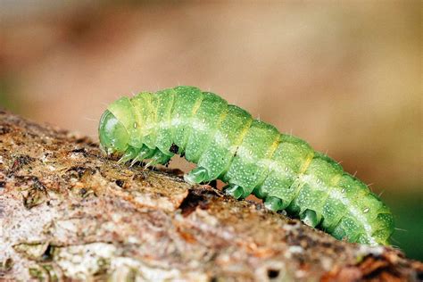 A Visual Guide To Caterpillar Identification In Your Garden Garden Sigmaa