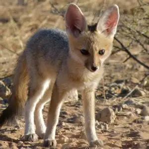 Cape Fox - Facts, Diet, Habitat & Pictures on Animalia.bio