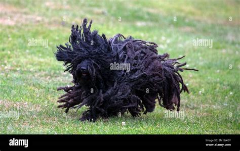 Hungarian Puli Dog Hi Res Stock Photography And Images Alamy