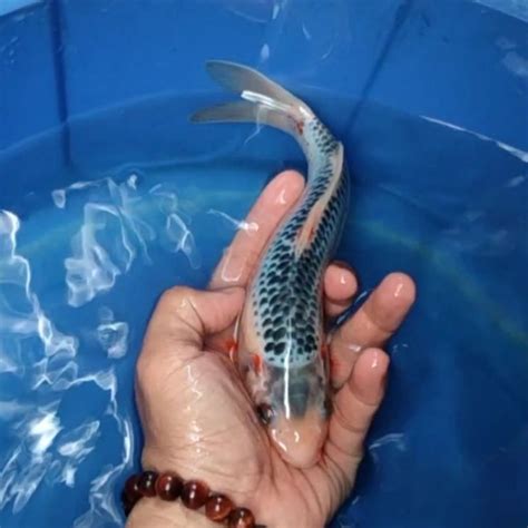 Jual Ikan Koi Blitar Jenis Asagi Rumah Koi Jakarta Kode 009