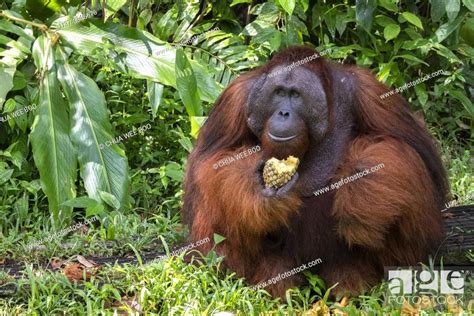 Male Bornean Orangutan Pongo Pygmaeus With Full Cheek Pads Semenggoh