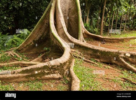 Geschwungene Wurzeln Eines Ceiba Oder Kapok Nebenbaumes Ceiba