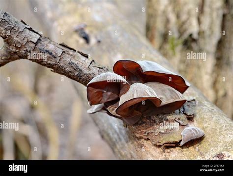 Jews Ear Wood Ear Auricularia Auricula Hirneola Polytricha Jelly