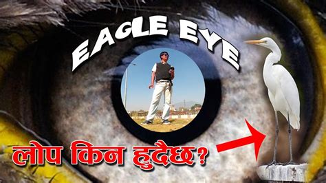 Eagle Eye Science White Egrets Sanjay लाेप किन हुँदैछ सेताे