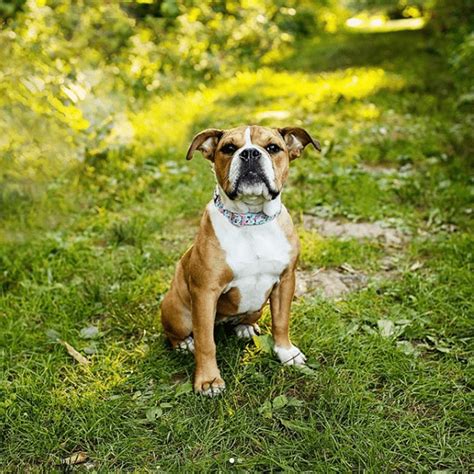 The Victorian Bulldog: Solving one Breed’s Failing Health - Animalso